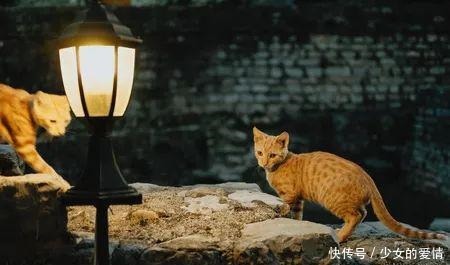 作者|文苑|一夜冬风来 作者贺菲菲