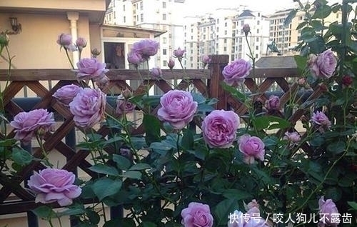 蓝色风暴月季有4怕,及时避开,开花多又美,浪漫又好看!