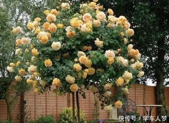 养花要“舍得剪”，把这6种花卉剪成“光杆子”，开花变成棒棒糖！