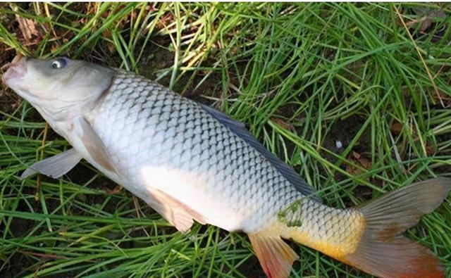 春季鲤鱼上河滩,试试民间这种“野路子”,追星钓,很可靠