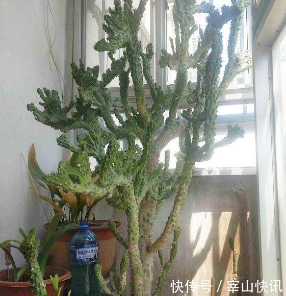 身高八尺的“麒麟掌”，养护3个要点，长的威风凛凛，保家镇宅