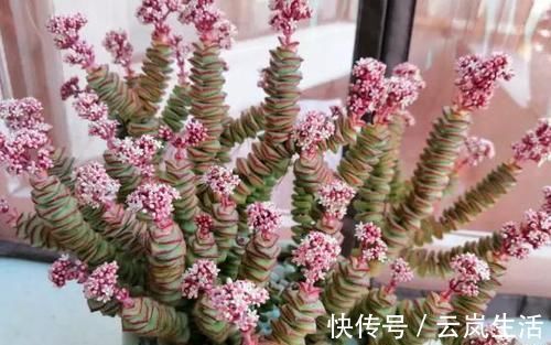叶肥芽|养多肉植物钱串景天,注重4个地方,叶肥芽多,轻松爆盆!