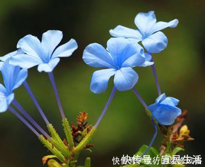 月季|院子里最适合养的三种花，好看又耐活，长成大花墙美极了