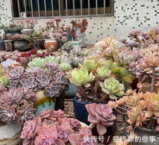 玛格丽特|8种漂亮花,夏天“少浇水”,浇一盆烂一盆,后悔也晚了