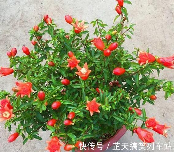 光照|诗里的“榴花似火燃”，原来，居家盆栽，开花比扶桑还漂亮