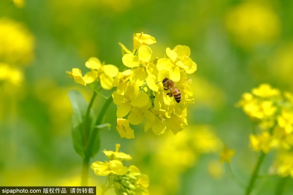 营镇|绝美！北京这10个地方油菜花正盛开！远近都有，有的还免费！