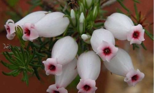 4种花最受欢迎，好养如绿萝，花期超半年，室内也能养，适合新手