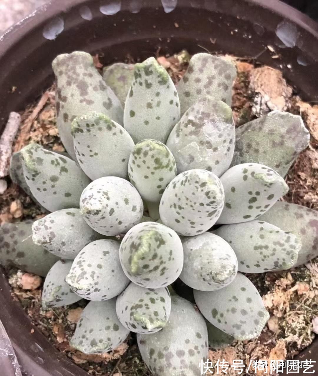 多肉海豹，教你养的圆鼓鼓，放在太阳下暴晒，一点水都别浇