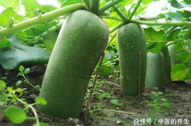 此物|做萝卜汤不能加此物,否则就是“没病找病”,多数人都不知道
