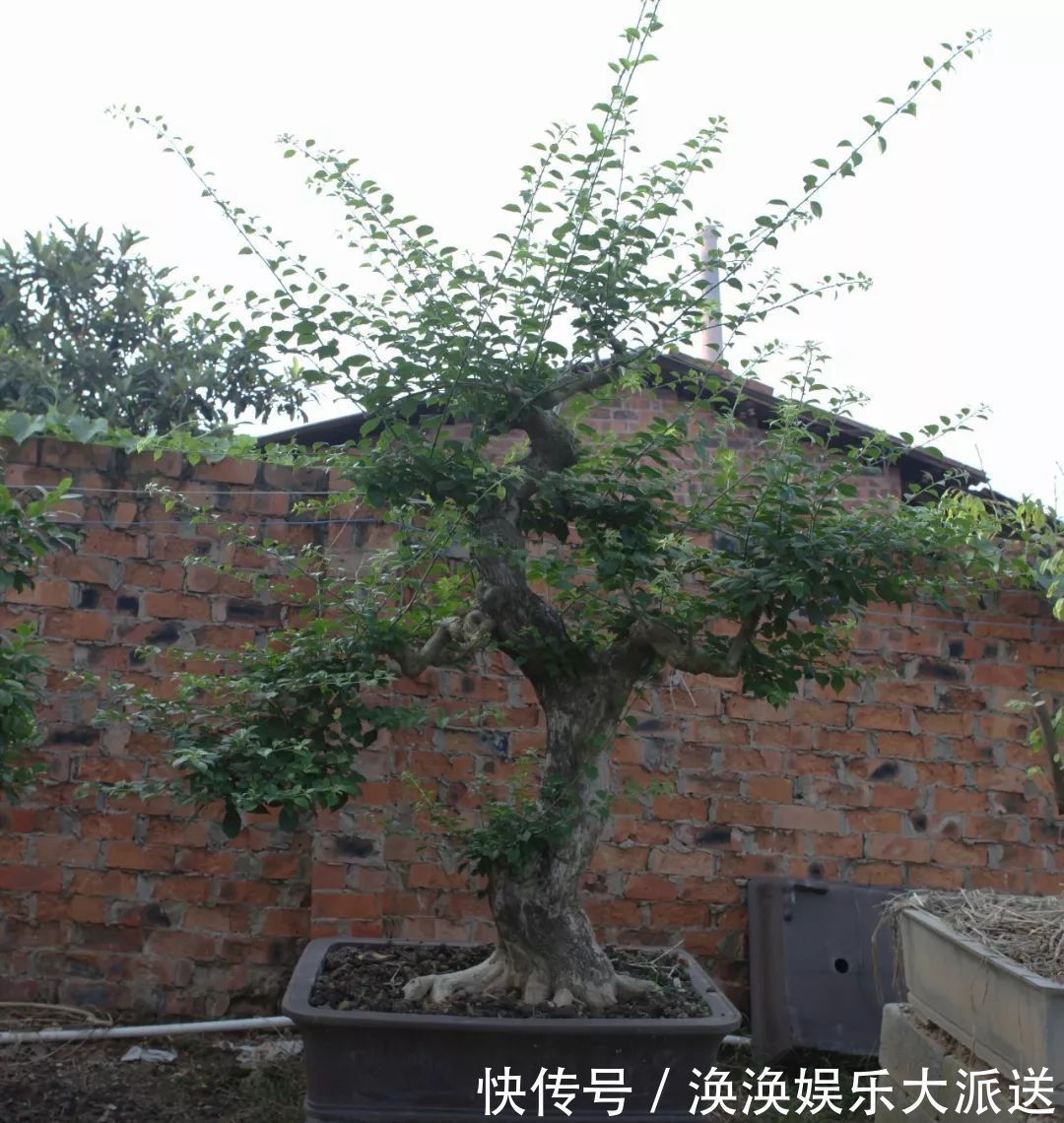 步曲|三角梅盆景制作6步曲，看懂了自己也能做出精美绝伦的三角梅盆景