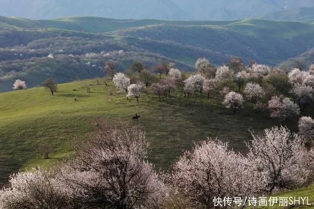 霍城大西沟花海拍摄记