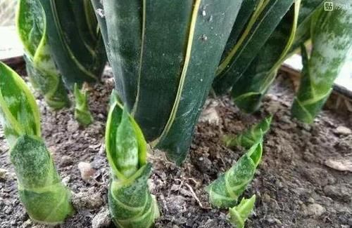  臭味|10月养花，浇氮肥水花卉不黄叶，无臭味、肥效好，比黄豆水好