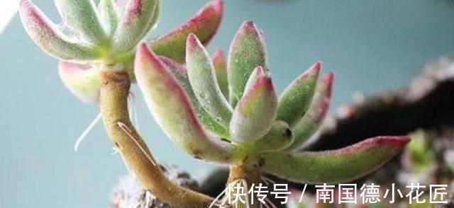 多肉|夏秋雨水多,多肉盆栽总长胡须,难道是要挂了的信号?