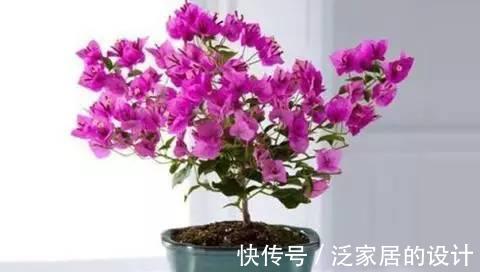 枝条|你养的三角梅不开花,也许是几个因素在作祟