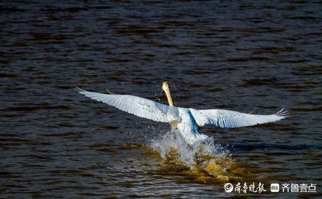 湖上芭蕾！济南黄河北沉砂池上演天鹅湖，舞姿轻盈优雅