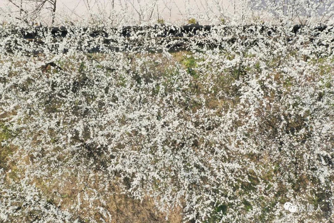 春光乍泄！永康这个村“藏”不住了！