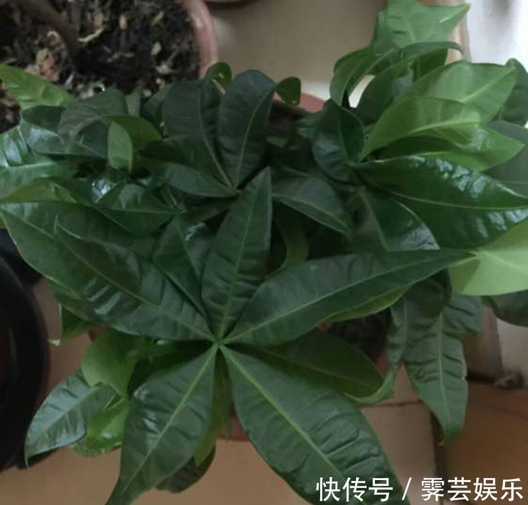 脱盆|夏季给发财树换盆到底要不要浇定根水3种换盆方式不同浇水绝招