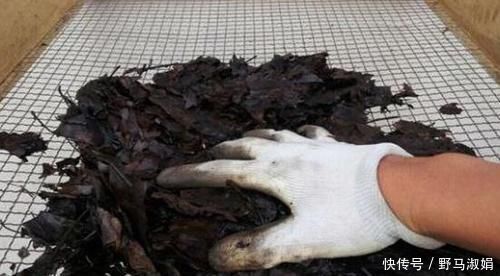 黄叶|想要酸性土养花该怎么弄兑点它们，喜酸植物不再黄叶掉花苞