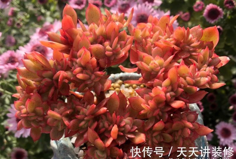 懂得|养多肉并非一定要用专用土,只要懂得配土我们自己DIY也是可以的