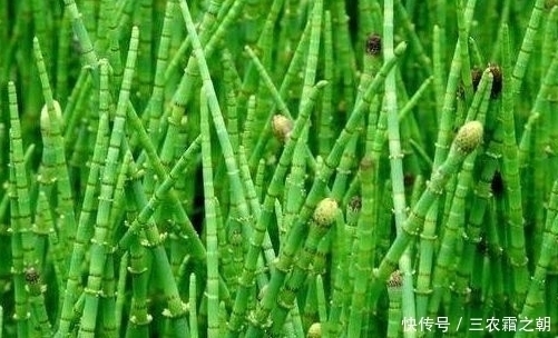 农民|农村一种常见野草，以前总被农民忽视，如今市场800一斤难买到