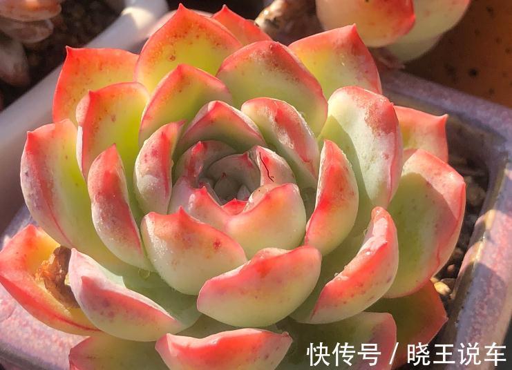 好看好养,度夏无忧,能够养出自信的十款多肉植物推荐