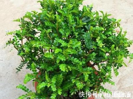 种树|养花不如养树,这三种树放在客厅既招财又上档次,好看又实用