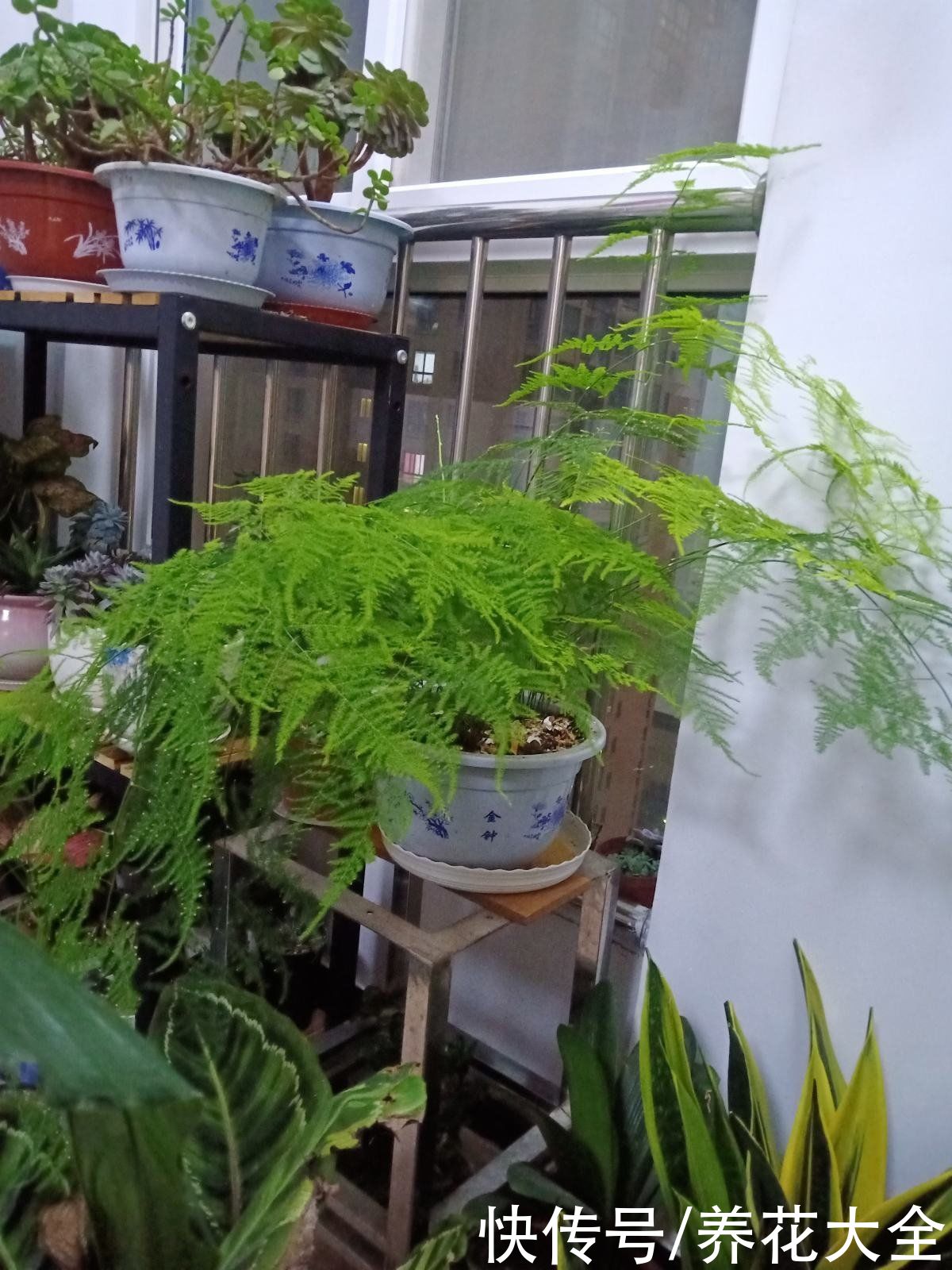 不能暴晒的花，现在赶紧挪个地儿，不然叶子全晒焦了