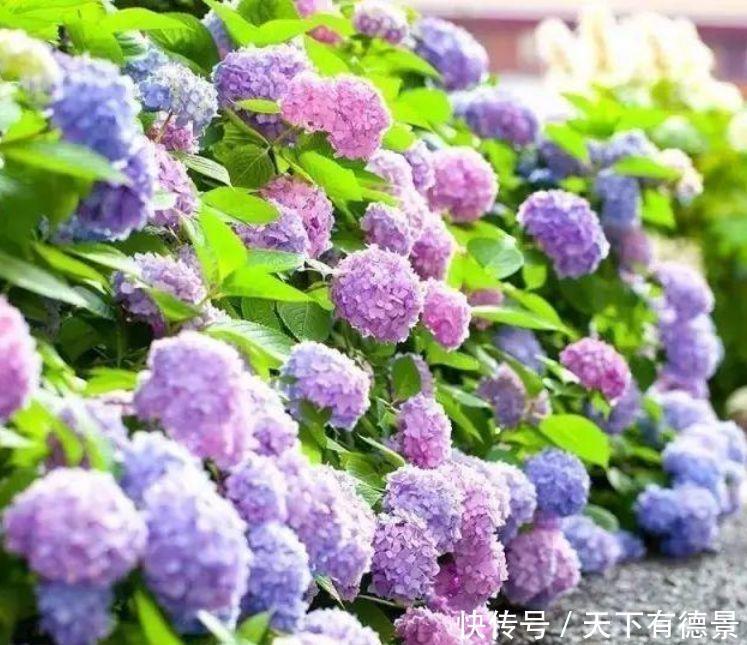 此几款花卉现在入手刚刚好,花大服盆快,开花勤还爱爆盆