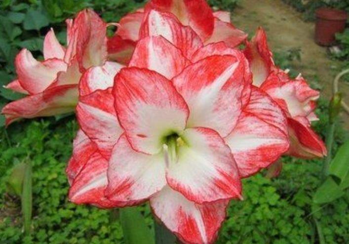 5种花养家里,不仅长得漂亮,名字也好听,赏心悦目