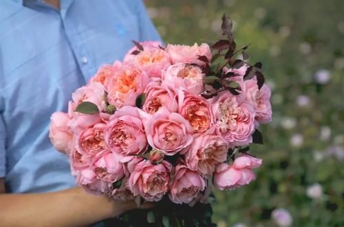 超全面园艺干货盘点丨浇水、施肥、爆花全都有，还怕养不好花吗？