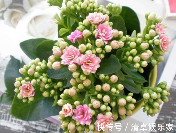 养花|悄悄告诉你，养好“长寿花”，离不开2种水，15天一次，花开满盆