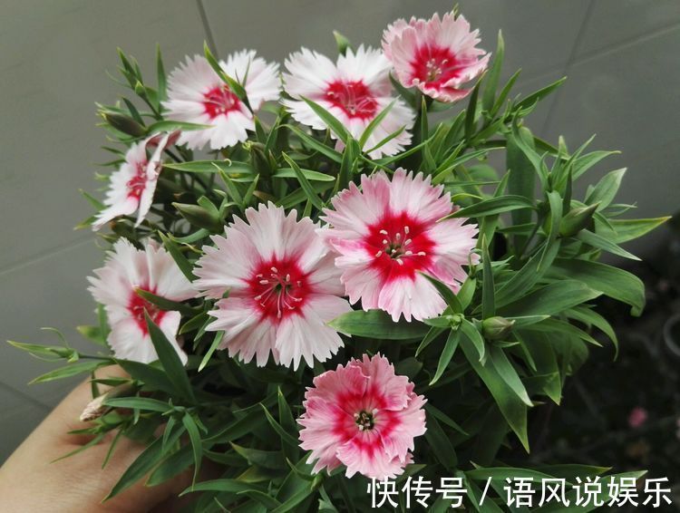 养花|喜欢养花,不如养盆洛阳花,花香沁人心扉,开花娇艳惹人爱