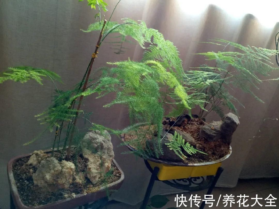 10种“怕晒花”,越晒死越快,半阴地儿反倒长得旺