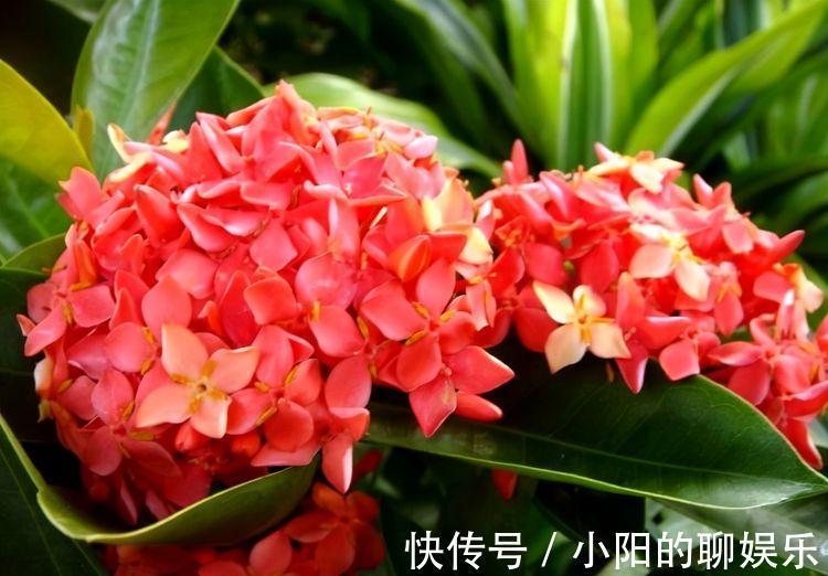 农历10月2日霜降后,养什么花?以下3种花,吉祥如意事事顺心