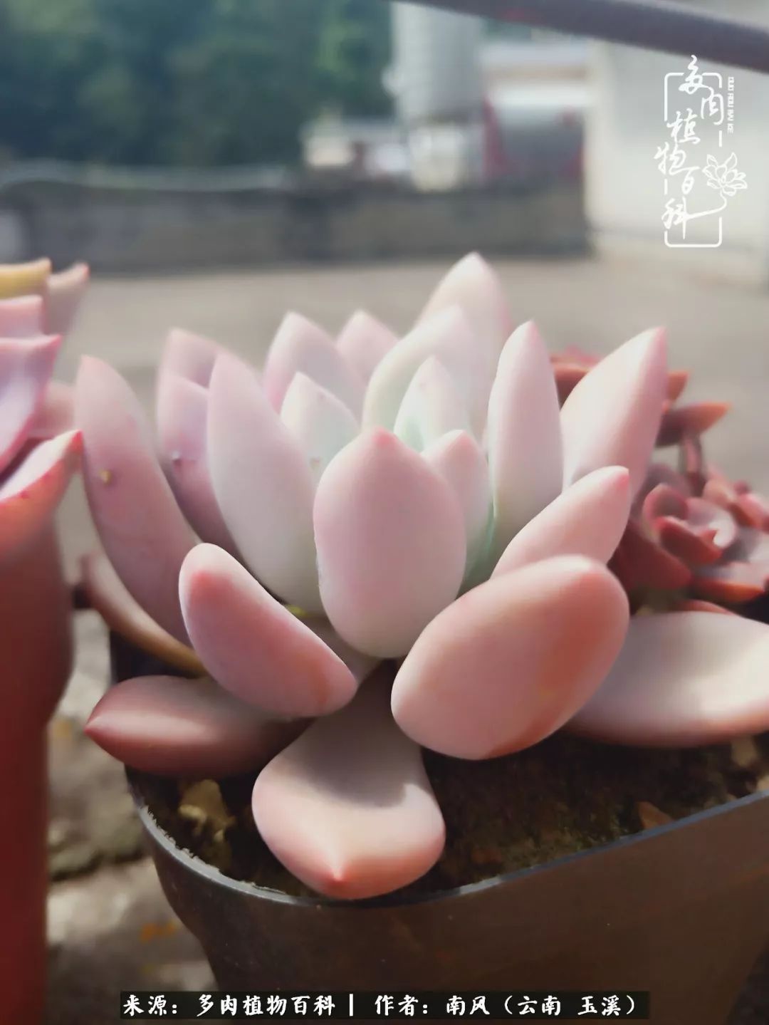 从小喜欢绿植,后来遇见多肉,情不知所起,那就再接再厉!