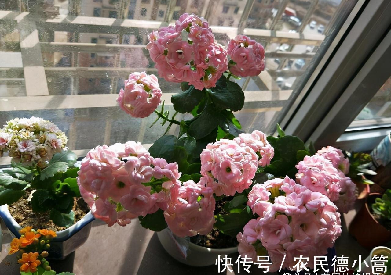 10月养护刚买的长寿花,5个方面不能急着做,不然开花会受到影响