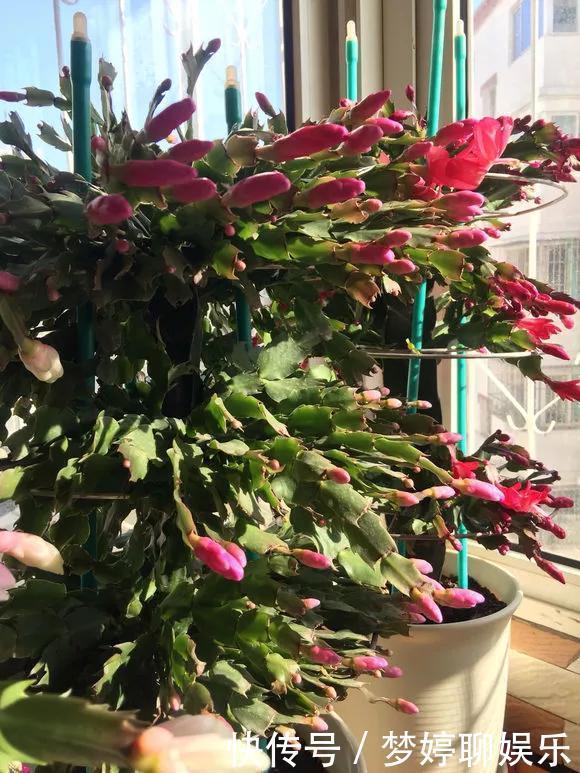 养花技巧养蟹爪兰,要舍得摘叶子,摘完新叶嗖嗖冒,入秋才有花