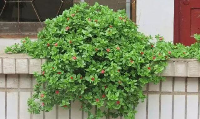 发酵|养花人都用的“黄豆水”,不是所有植物都能用,而且要用对方法