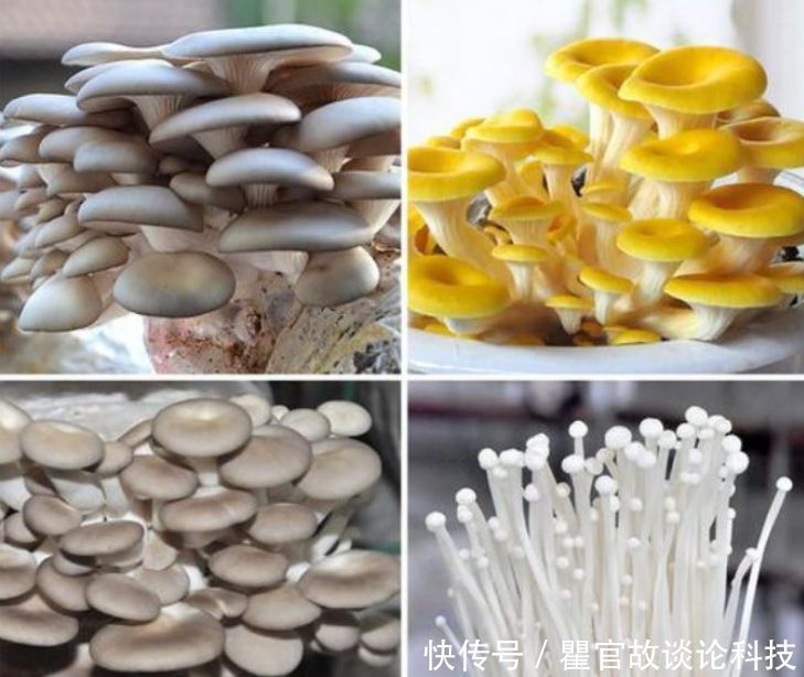 盆景|“1种蔬菜”种阳台,吃完一茬又一茬,养成盆景比花漂亮10倍