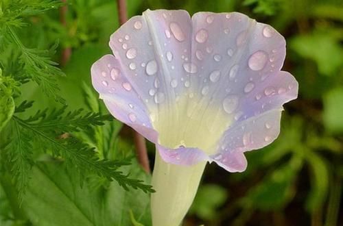  野花|花中勤娘子牵牛花，从野花变身成网红花卉，娇艳迷人是原因之一