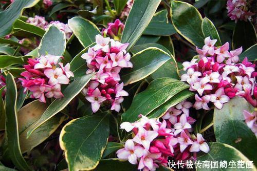 此花比香水还香，开花漂亮，香味浓郁，是家庭盆栽佳品