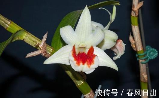 养兰人|前人传下来的养兰“8字经”,是对养好兰花的经验和总结,赶紧学