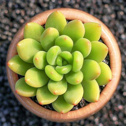 达摩福娘|养多肉植物选它,造型别致,香味宜人,养护简单,值得拥有!