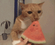 |搞笑动图:看你这么热情,本猫神就跟你握个手吧!