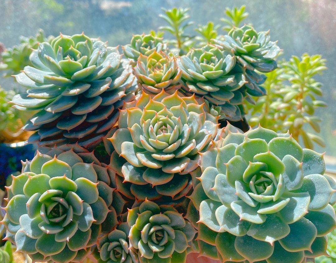 多肉植物|养多肉，有一点很关键，枝叶茁壮变老桩，颜色状态都很赞