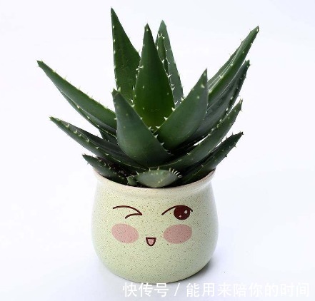 5种“懒人花”,不管不问反而爆盆,花色清新美丽,霸占整个阳台