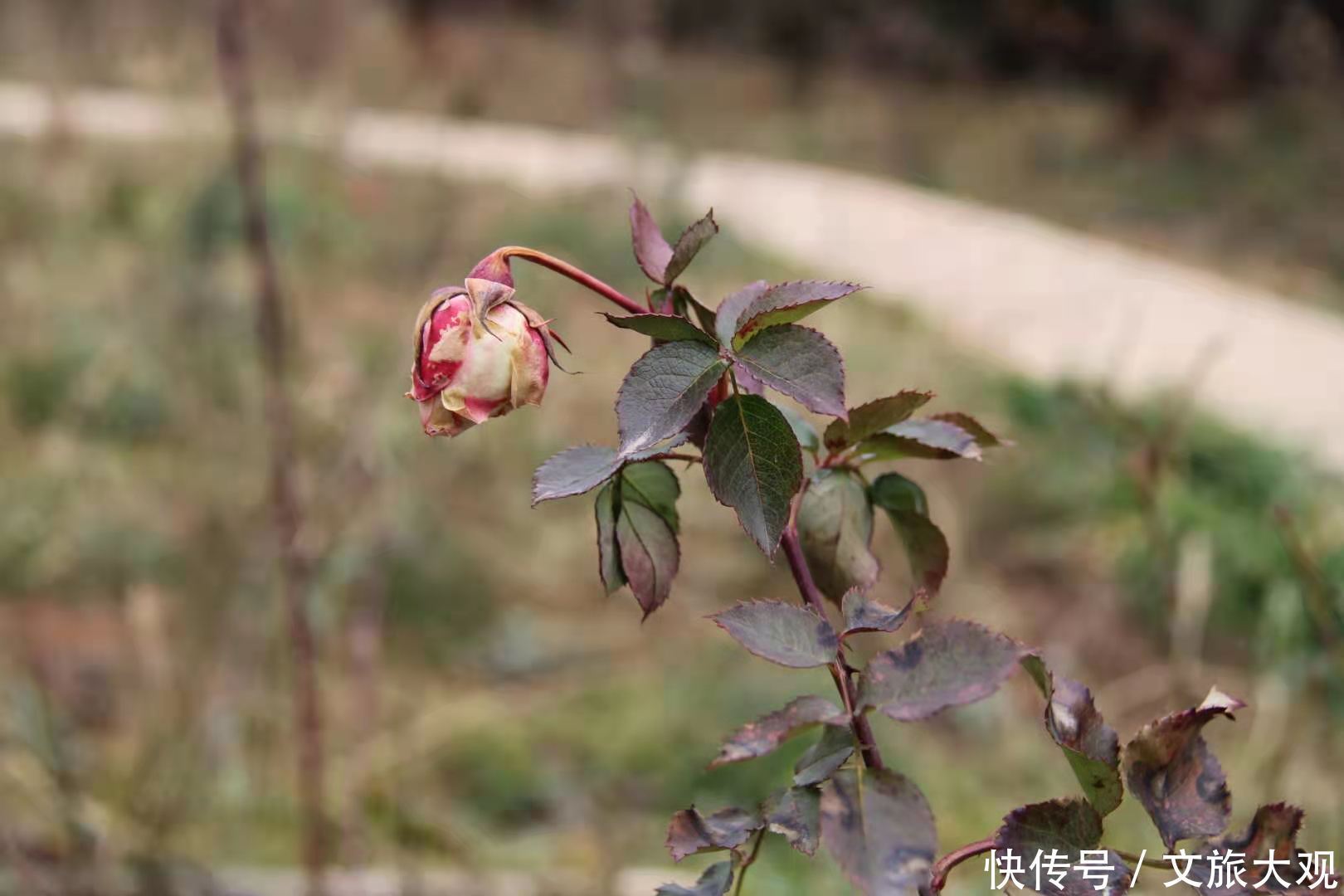 昆明冬日看花