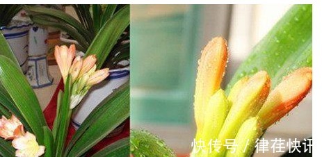 君子兰、长寿花、蟹爪兰总不开花,可能盆里缺点它,加一点就开花