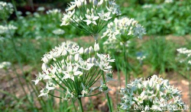 农村|农村2种花,号称“男人的加油站”,很多人都不知