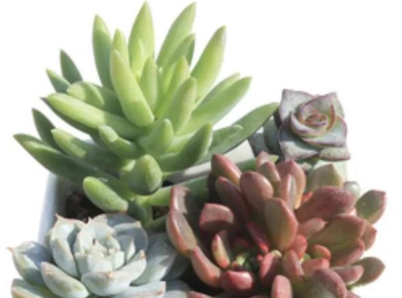 早春养多肉最忌做5件事,以防给肉肉带来冻伤烂根的现象